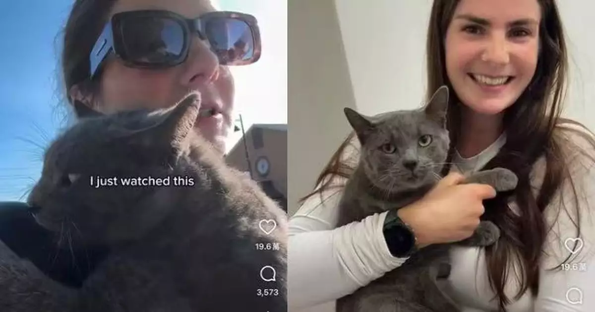 目擊流浪灰貓被車撞 加女不顧自身安危闖車陣施救 結局更暖心