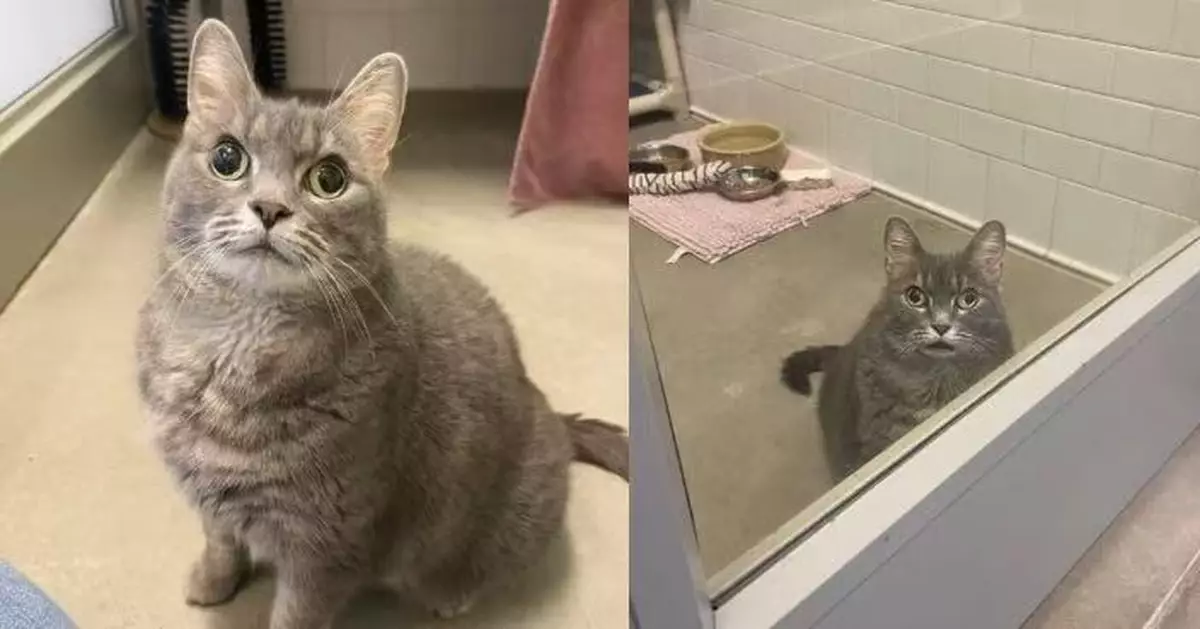 美漢收容所遇7歲鬥雞眼貓貓暖心收養 獸醫檢查證視力正常