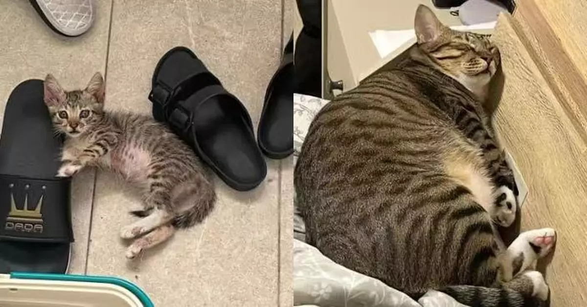 拖鞋大孱弱小奶貓獲收養 2年後暴風成長變「虎斑海參」萌翻網民