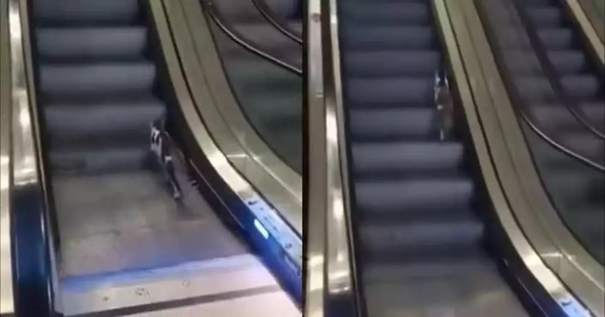 上樓錯搭下行扶手電梯 土耳其流浪貓奮力狂奔仍留原地惹爆笑
