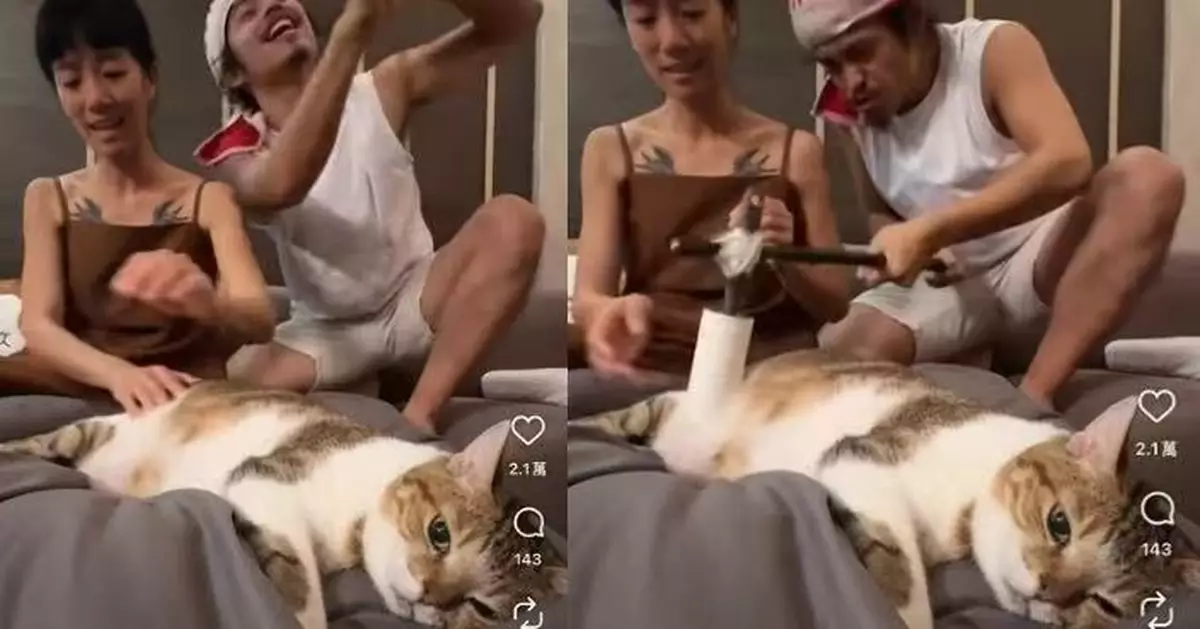 貓奴迷上「搗麻糬」日寵物貓被迫Cosplay「麻糬」露生無可戀表情