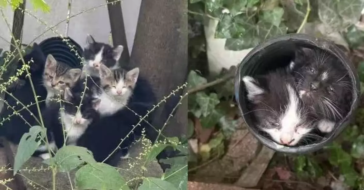 花園水管驚見6隻小奶貓！美國女耐心守候兩日等到母貓一齊收養