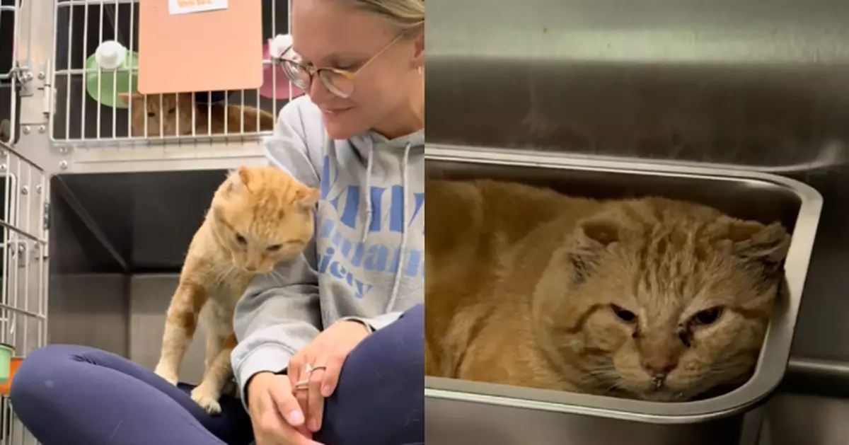 流浪橘貓送收容所超黏人 緊貼義工不願回籠惹心疼 幸獲新主人收養重獲溫暖