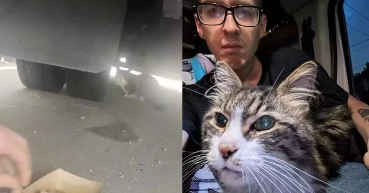 長毛貓藏匿倉庫貨車底部數周 救援人員救出掃晶片揭「傳奇身世」