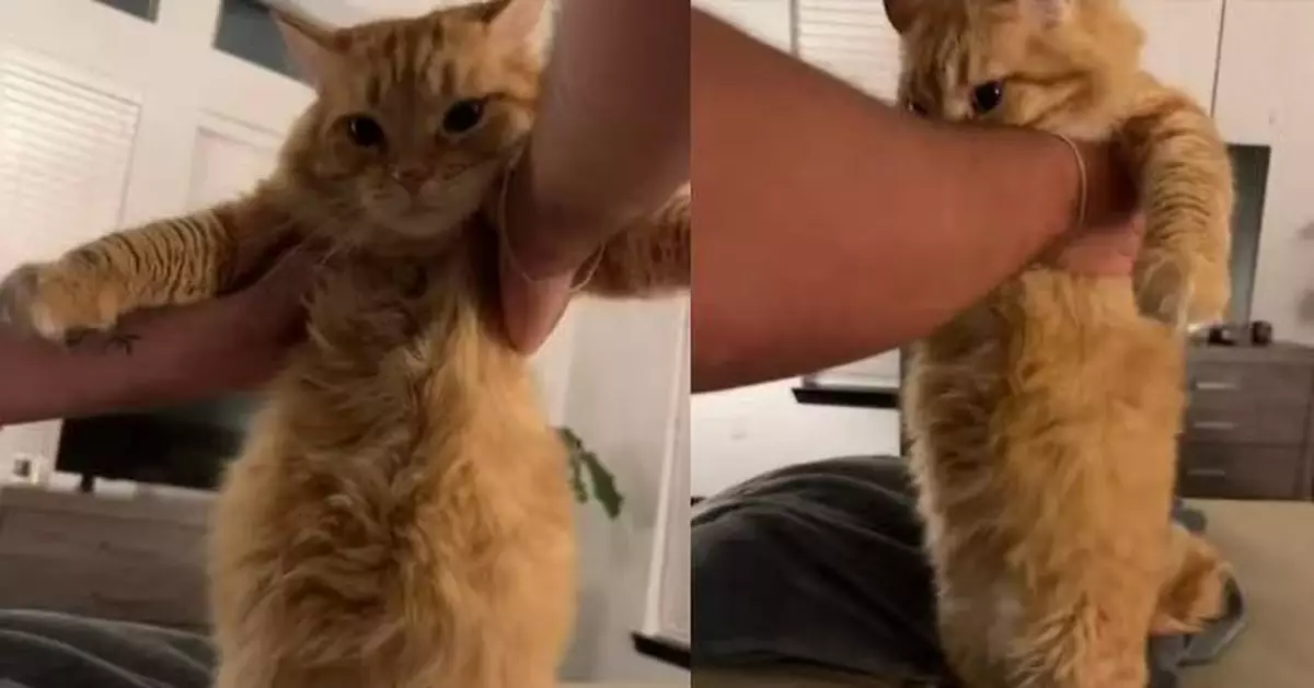 推倒餵食器大快朵頤 為食橘貓一口氣吃掉兩周貓糧 肚子瞬間圓碌碌