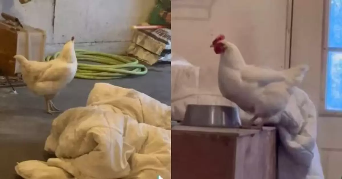 母雞每日清晨疾奔車庫貓竇生蛋似執行重要任務 可愛舉動萌翻全網