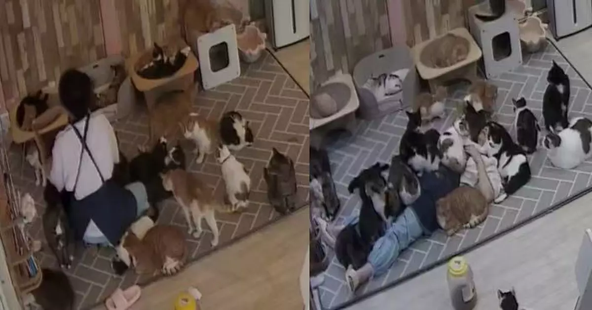 南韓貓咖店主躺店內休息 貓貓大軍化身「貓毯」趴身上畫面超療癒