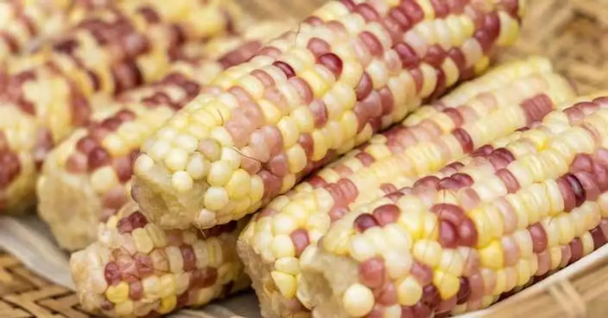 一根糯粟米等於兩碗飯？專家提醒：勿當「減肥粗糧」小心愈食愈肥