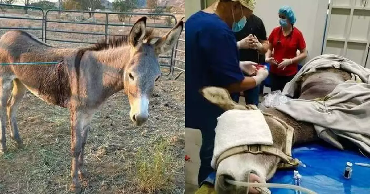 加州2歲母驢遭箭「穿肺」山麓遊蕩 民眾發現及時送醫救1命