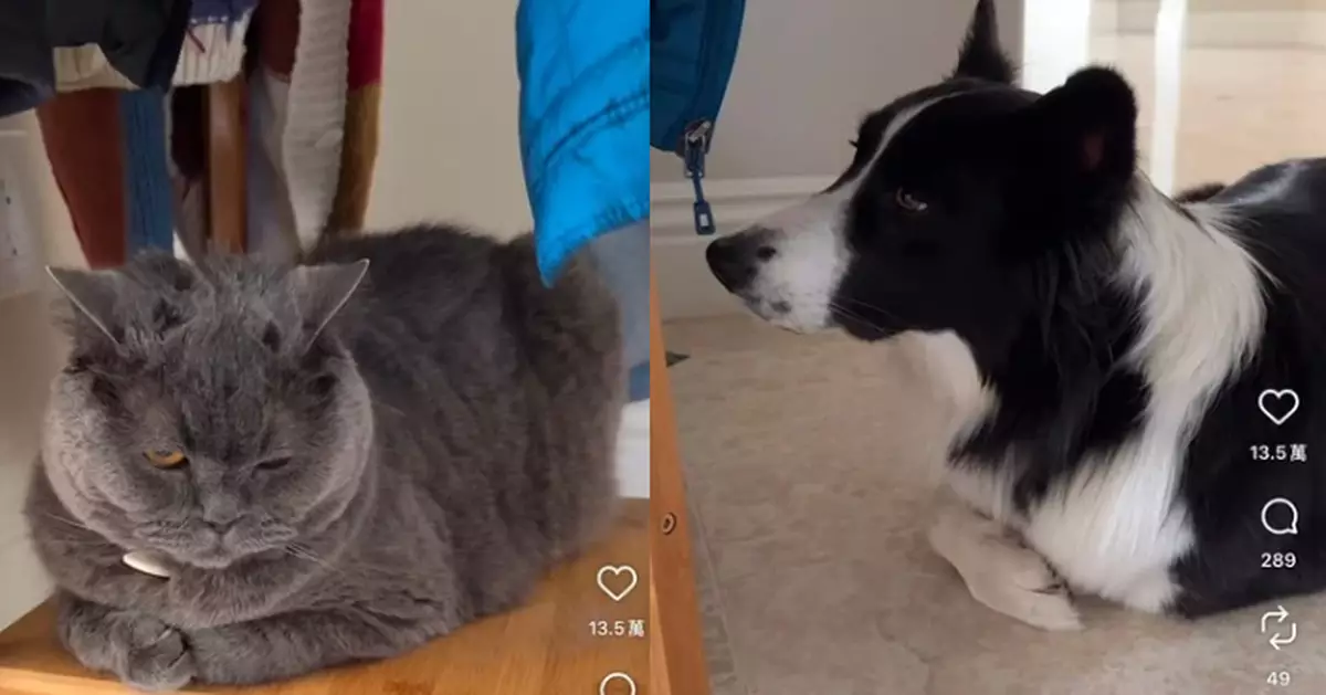 受貓同伴影響學識「折手」坐姿 邊境牧羊犬神復刻貓仔不屑表情