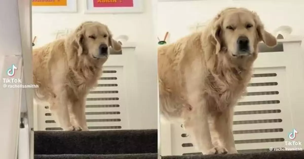 遭提早返屋企飼主打斷午睡 黃金獵犬睡眼惺忪仍搖尾迎接萌翻全網