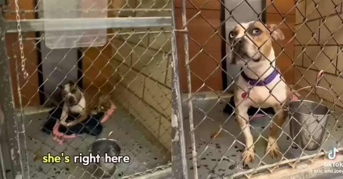 兩度有家又被退養 收容所「彩虹眼」狗狗落寞躲籠內行為退化惹人憐