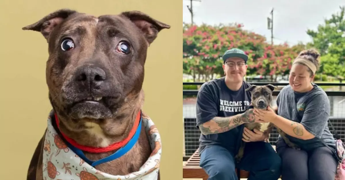 失明狗外型醜陋遭棄養 美收容所po幽默貼文反向推介助覓幸福新家