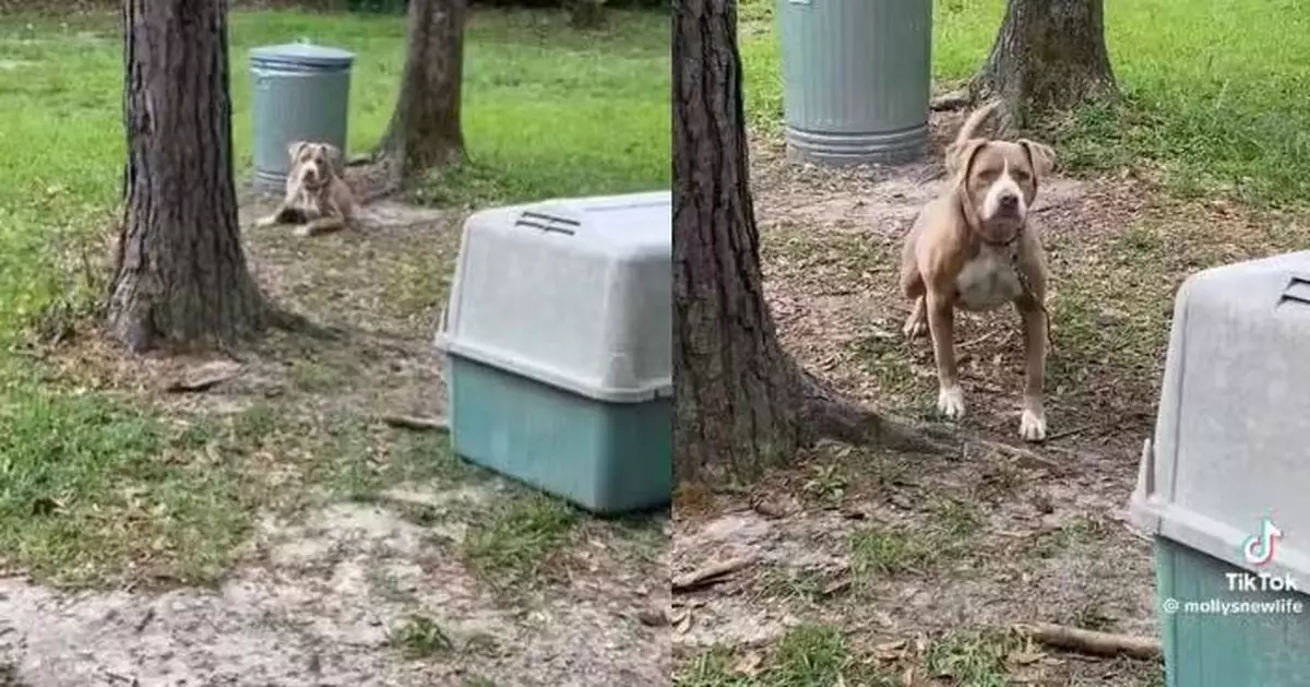睇屋驚見比特犬遭棄養綁樹旁 美夫婦不捨果斷買屋收養成新主人