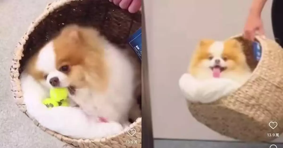 博美犬逛寵物店相中「狗竇」死守不走 飼主無奈埋單引網笑稱：識貨！