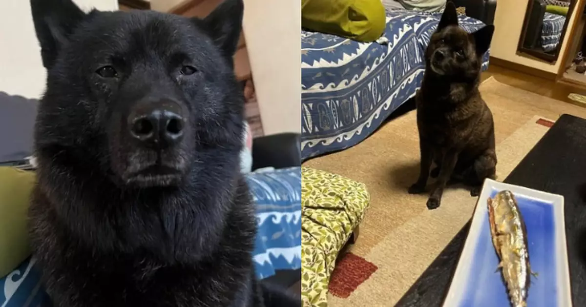 家養「巨型黑狗」常遭誤會係「黑熊」 珍貴身份曝光竟是國寶級甲斐犬
