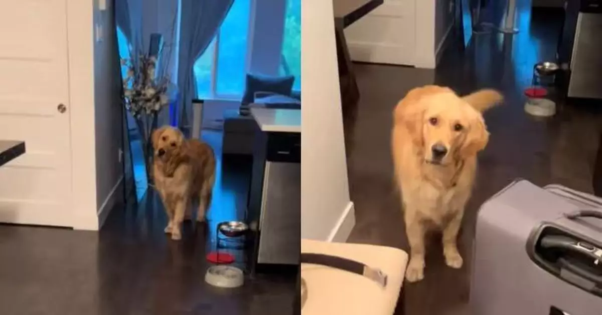 見飼主收拾行李去旅行憂鬱吠叫 黃金獵犬可憐模樣惹心酸幸暖心收場