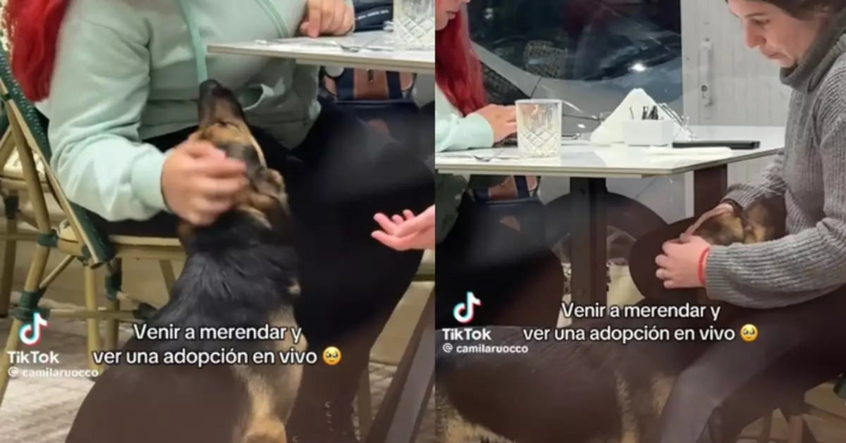 入咖啡廳討食邂逅有緣人 流浪犬獲2女食客即場收養帶回家