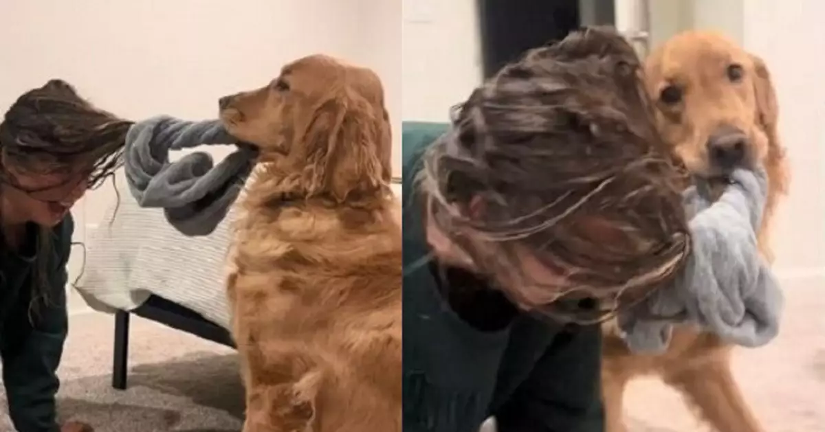 洗頭後包頭巾遭愛犬咬住不放 女飼主被拖著滿屋爬似足「狗遛人」