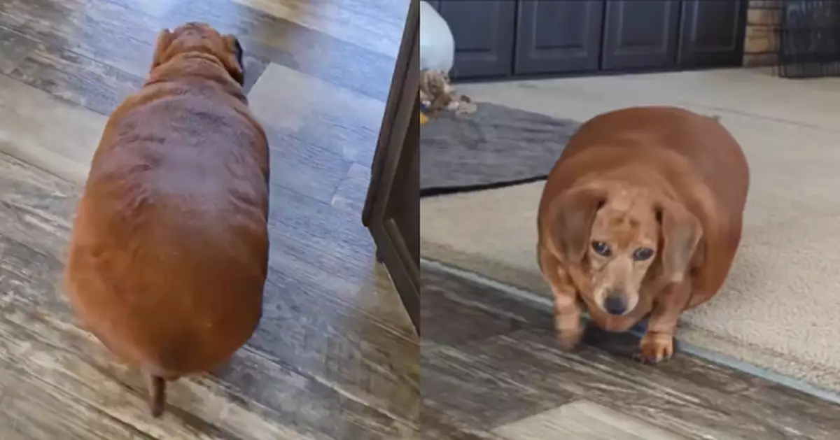 遭失智飼主過量餵食 24KG臘腸犬肥到行唔到 獲護理師收養3個月狂減4.5KG