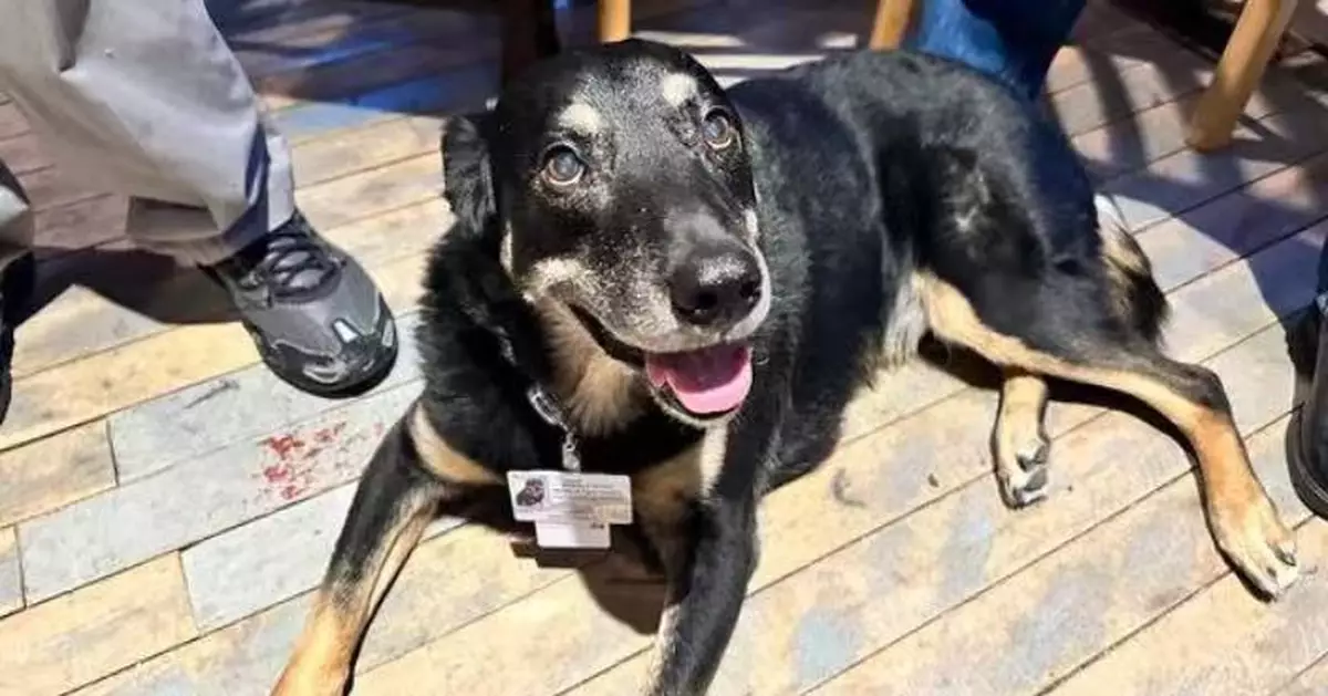 三度越獄闖養老院「應徵」 收容所狗狗終獲錄用成「吉祥物」陪伴長者逾8年