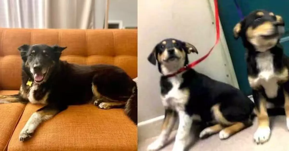 離世愛犬「親姊妹相」現收容所認養名單 美國女急領養重獲慰藉淚崩