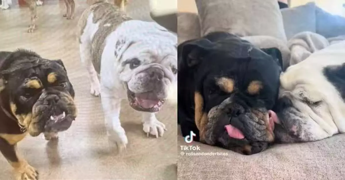 愛犬送寵物日托中心結識「摯友」 美國女飼主聞可憐經歷暖心收養