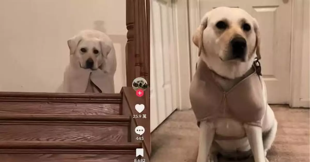 屢偷飼主衣物 拉布拉多犬被罰著bra「反省」眼神呆滯似毫無悔意