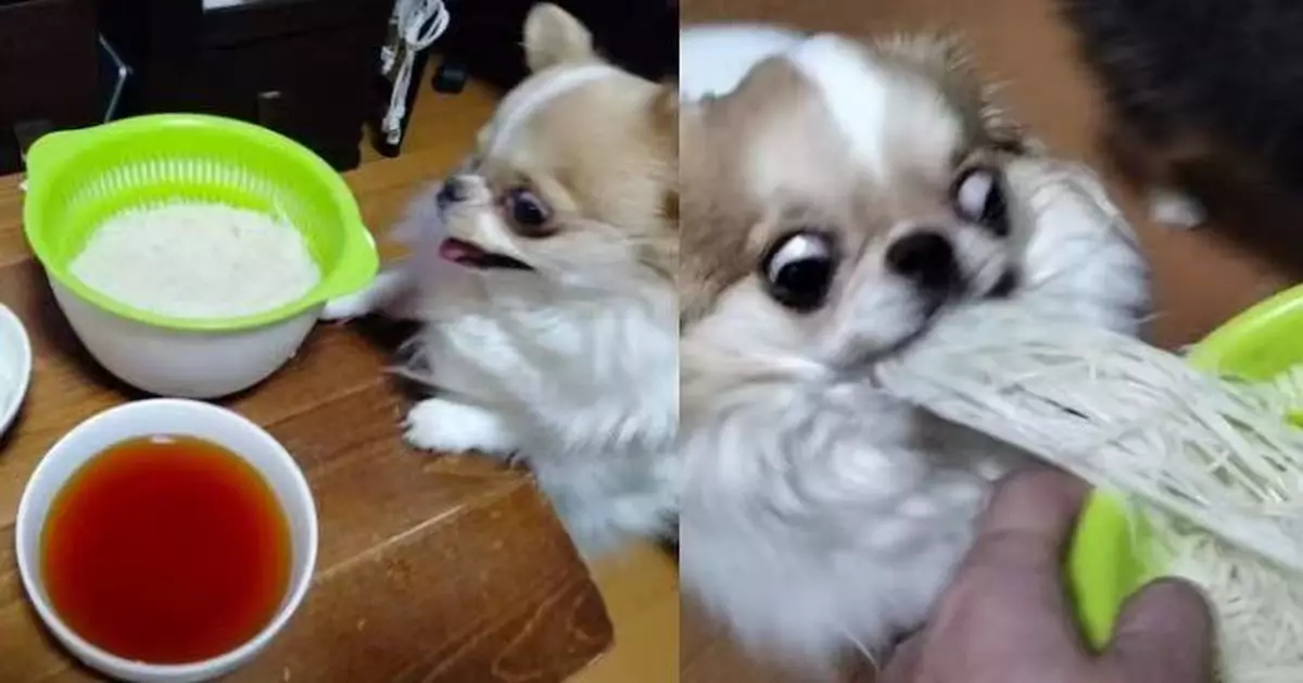 等唔切麵線放涼 心急吉娃娃瞪大眼張大口瘋狂搶食 飼主哭笑不得