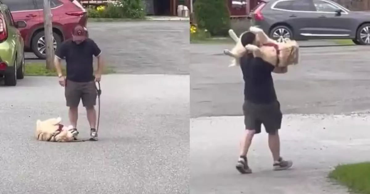 公園玩耍不願回家！黃金獵犬四腳朝天躺地耍賴 飼主無奈公主抱回家