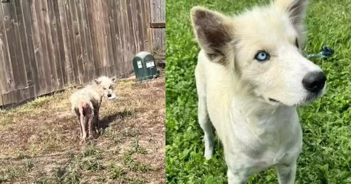 滿身疥癬毛髮幾乎掉光 美流浪小狗獲教師悉心照料3年有驚人變化