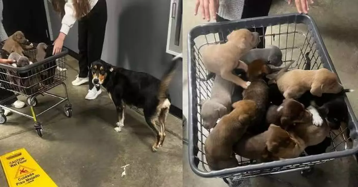 美收容所13幼犬集體「越獄」四竄 職員睇監控揭「幕後黑手」竟是牠