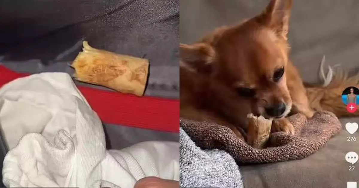 出差與愛犬分離 荷蘭女抵國外開行李箱見牠貼心留「小禮物」感動落淚