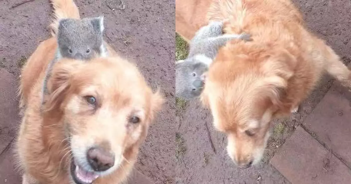 院子發現墮樹樹熊BB 黃金獵犬馱背上奔跑15分鐘助尋母