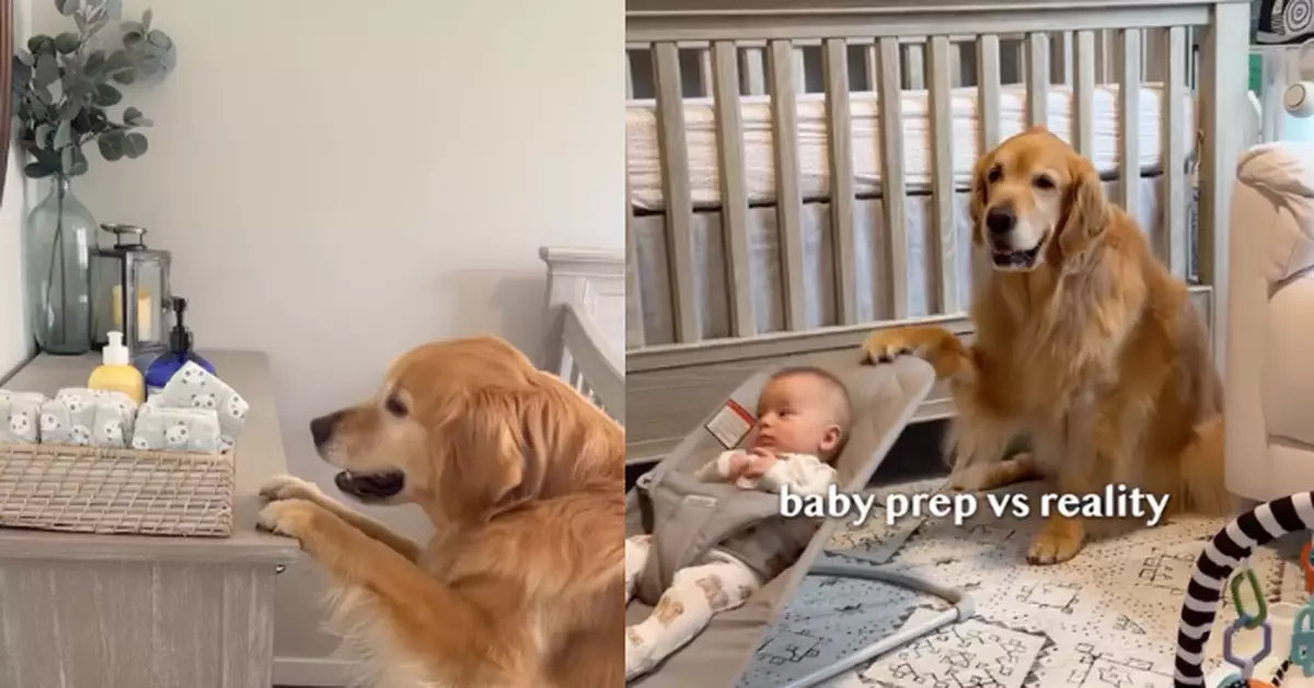 2黃金獵犬幫哄睡貼心遞尿布 成飼主湊B「得力助手」羨煞網民