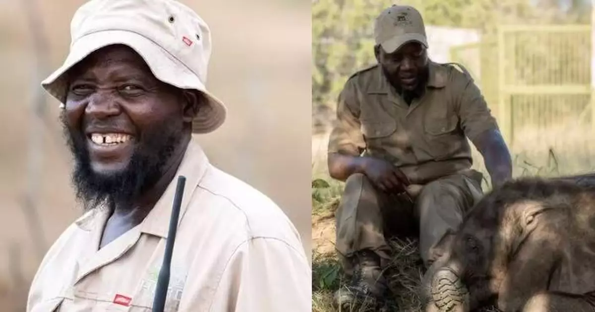 19歲「溫柔巨象」突發狂 南非飼養員慘遭象牙刺穿身體喪命