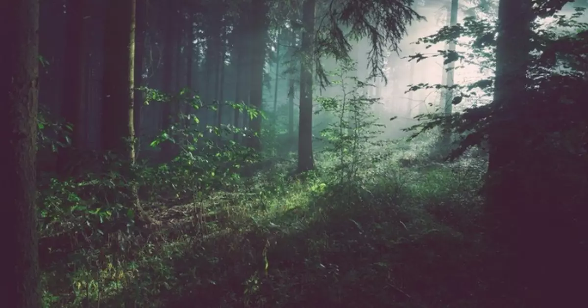 為戒網癮 美48歲漢帶13歲仔入深山野外生存失聯多日驚險獲救 失責父恐入獄