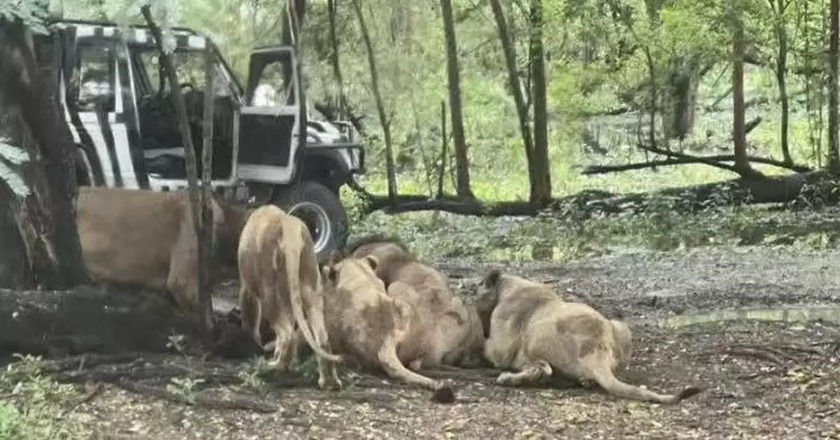 泰飼育員遭獅群圍攻撕咬15分鐘喪命 遊客目睹慘況無力阻止