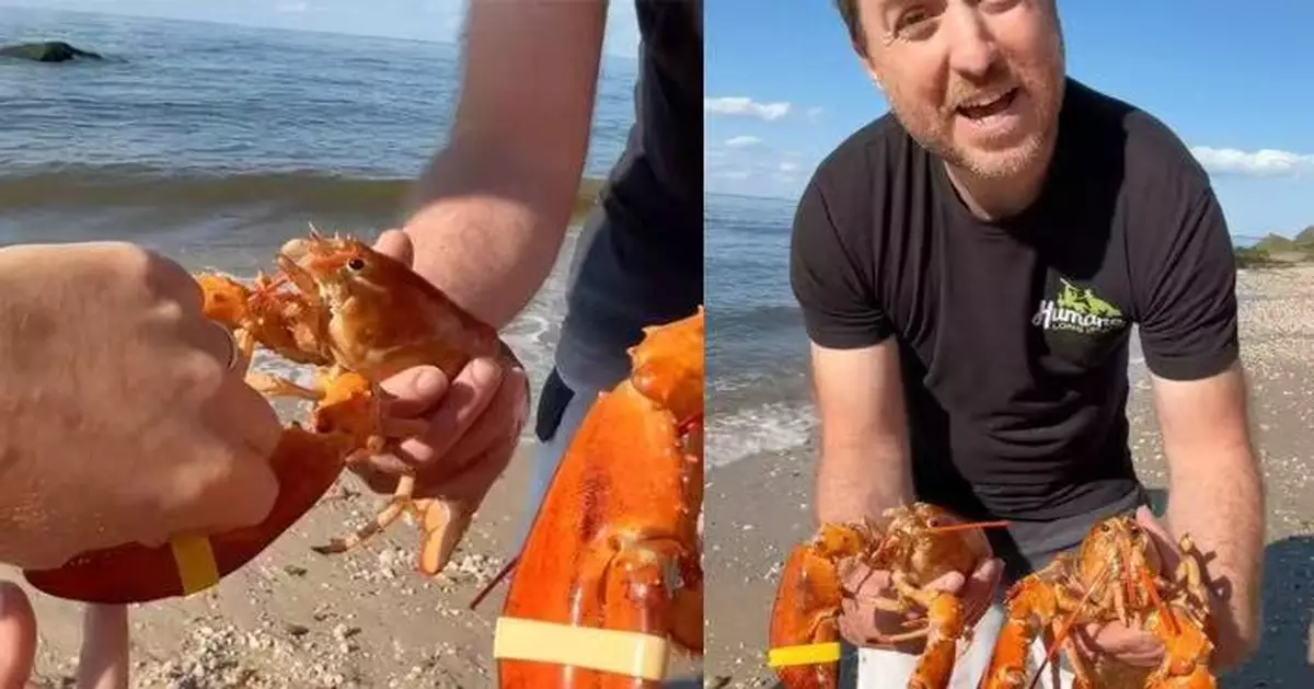 險成腹中餐！稀有橘色龍蝦遭捕獲現身紐約超市 獲善心人買下放歸大海