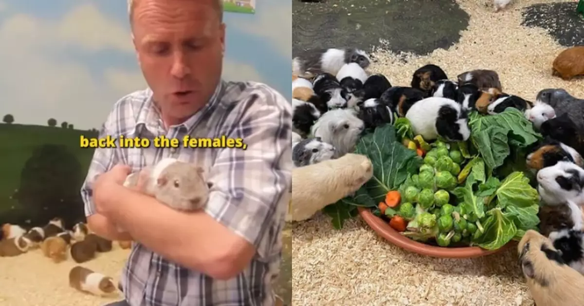 英國天竺鼠闖禁區3周「大展雄風」讓百隻母鼠懷孕 成逾400鼠B爸爸