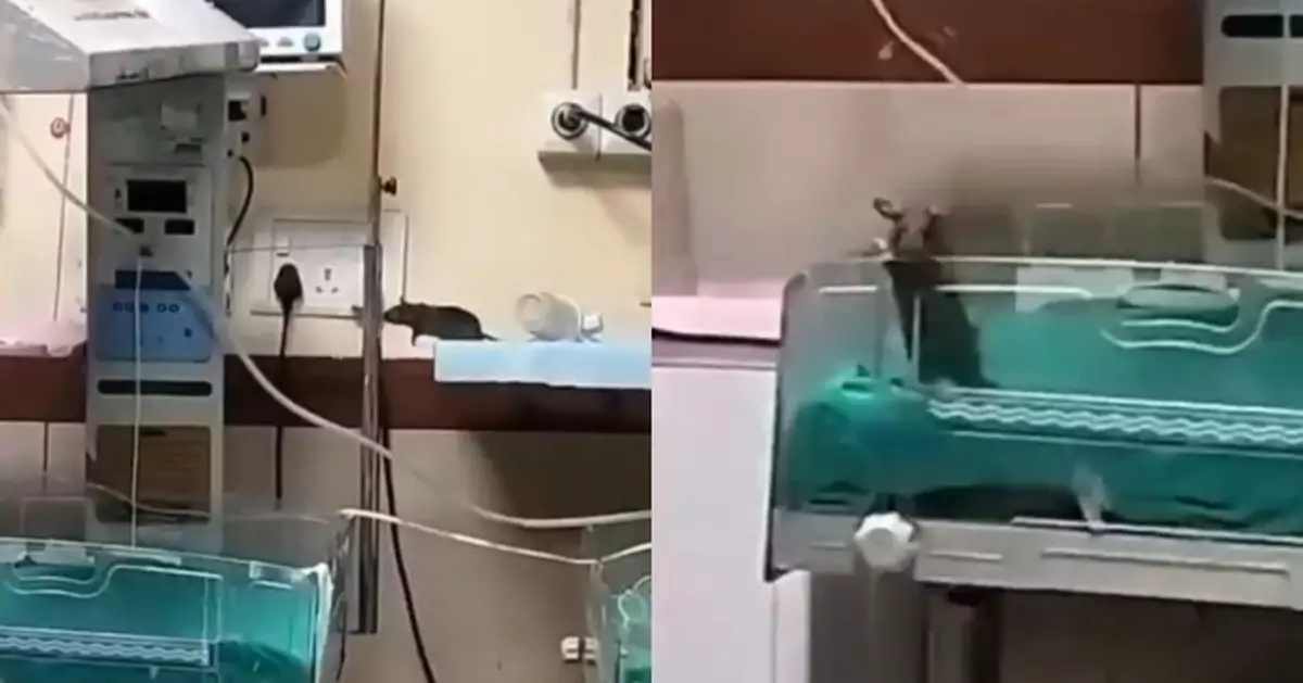 印度最大公立醫院爆鼠患 2初生嬰慘遭咬傷相繼死亡