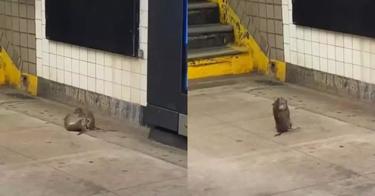 紐約地鐵站現兩老鼠「互鬥」 騰空飛撲似武林高手過招 專家：屬正常社交遊戲