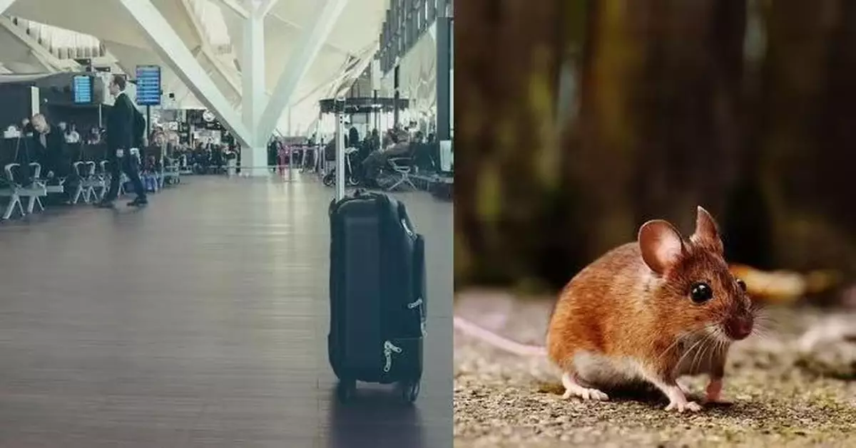 印度工程師候機廳突遭老鼠鑽褲內被咬傷膝蓋 機場屢傳鼠患捱批