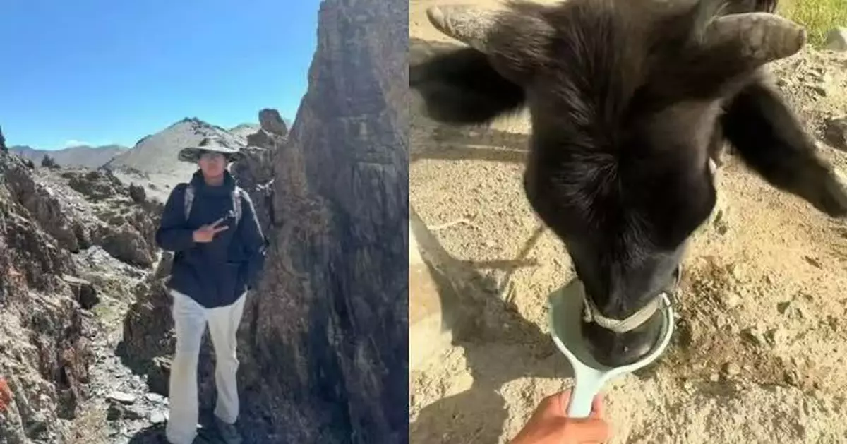 新疆尋礦偶遇牛隻 湖南男拿桶餵水意外爆紅 網笑：真正的「牛飲」