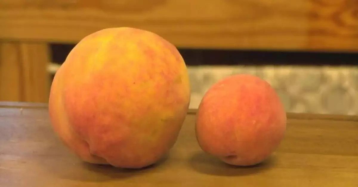 非特意栽培重達0.83KG！美果園收成「巨無霸水蜜桃」破世界紀錄