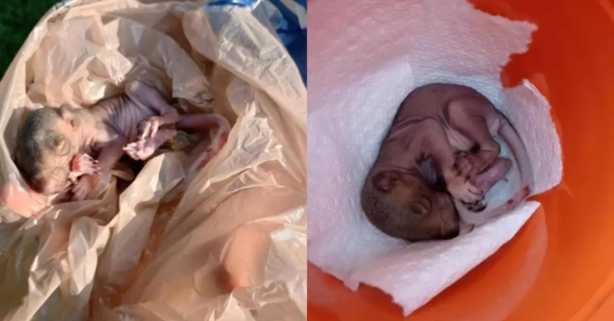 後院驚現光禿「長尾怪物」似老鼠 美國女嚇壞求助揭真身係松鼠BB