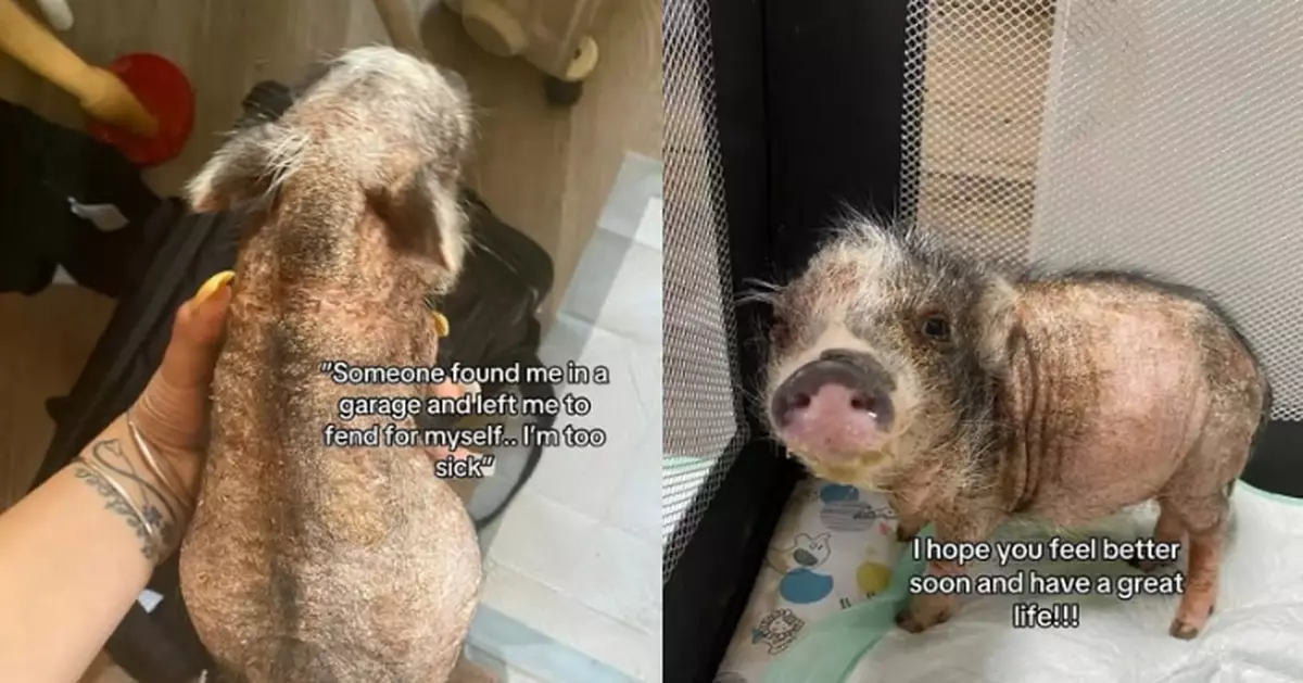 地庫救出「無毛小動物」 美國女悉心照料揭真身驚呼執到寶