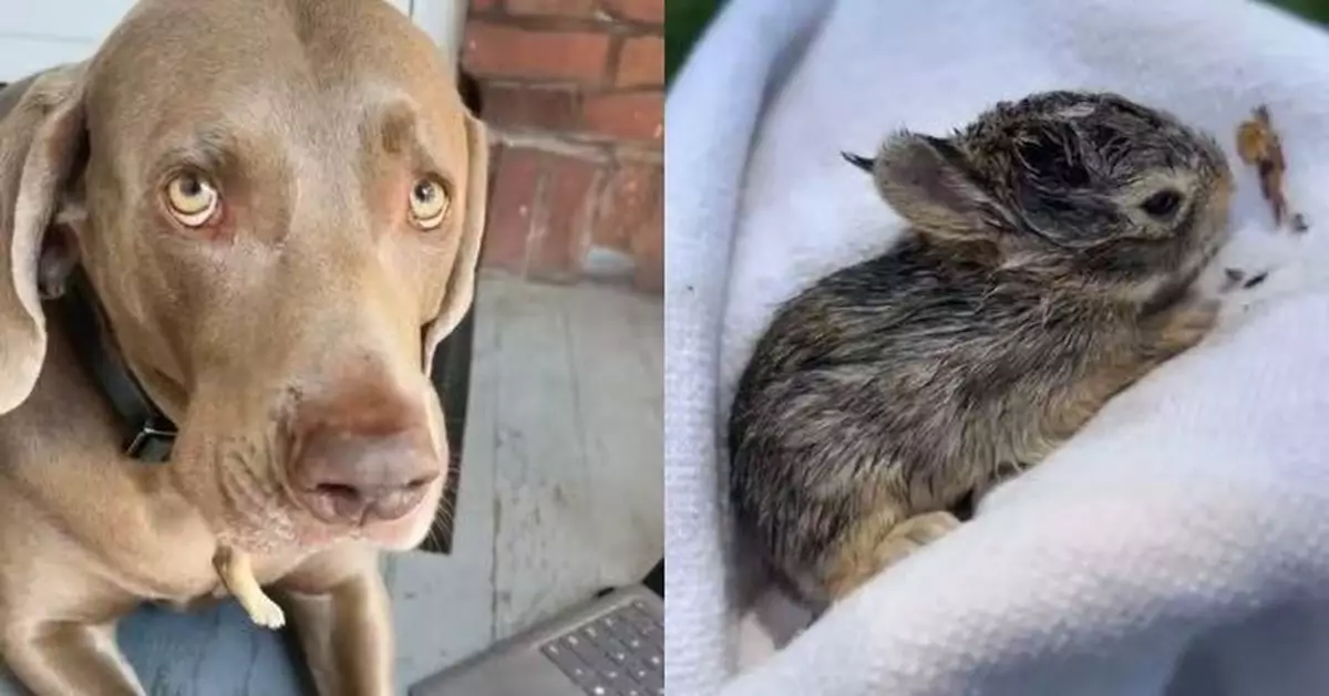 愛犬口含柔弱兔BB 女飼主嚇壞以為吞食動物 真相曝光令人動容