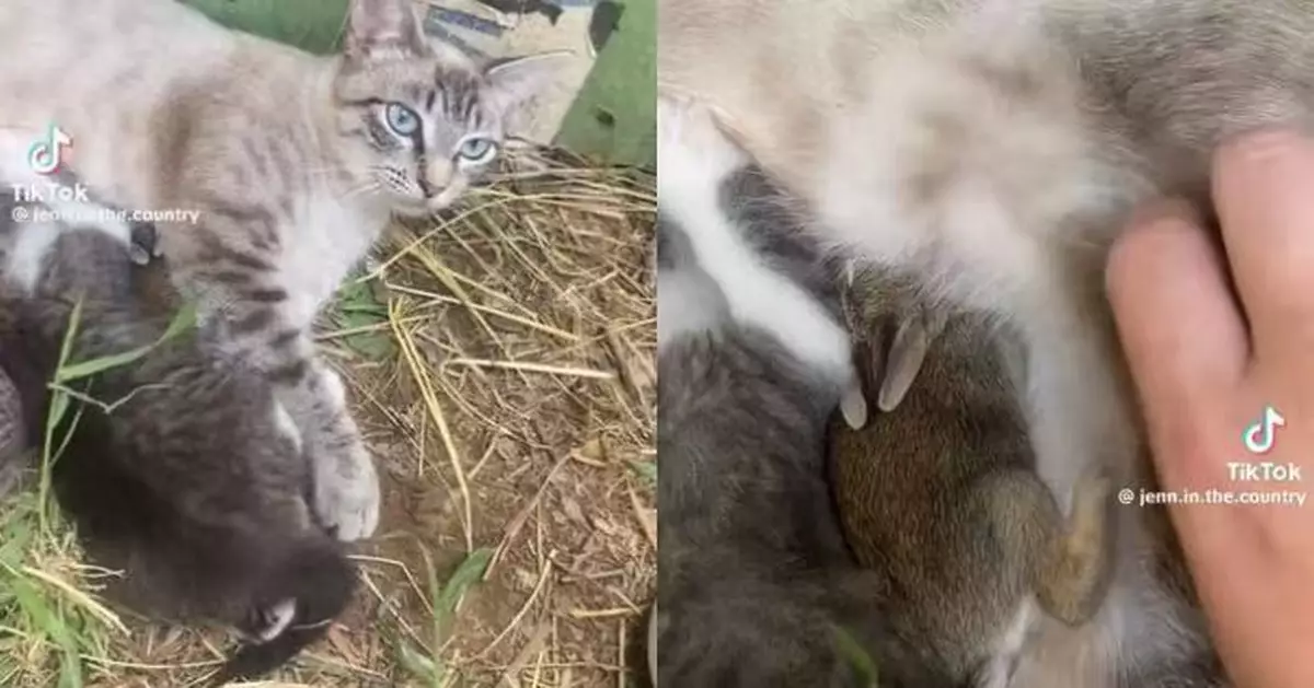 誤入貓窩獲暖心照護 野兔BB乖巧依偎貓媽懷中竟似迪士尼動畫場景