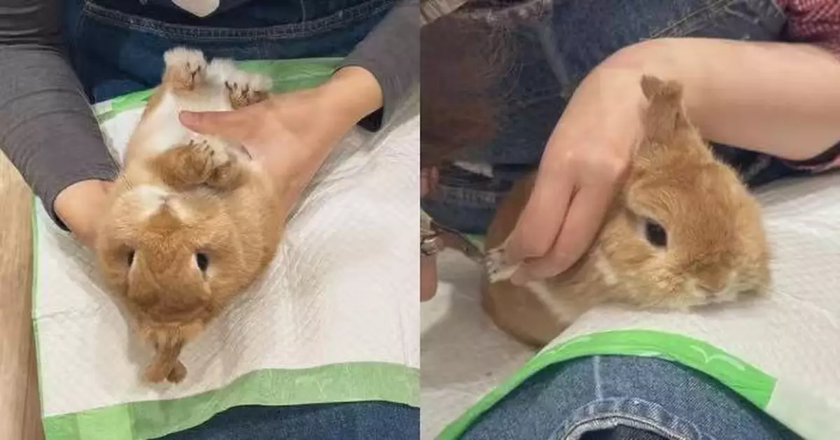 最憎剪指甲！日本萌兔長耳相互交疊作「叉叉狀」抗議萌翻全網